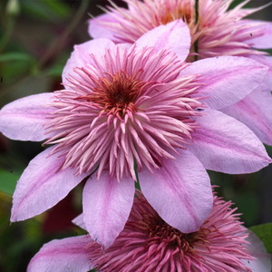Clematis Empress Evipo011