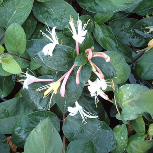 Lonicera japonica Purpurea