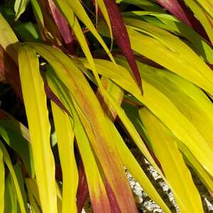 Marshalls Garden Hakonechloa macra 'Sunflare' Chartreuse