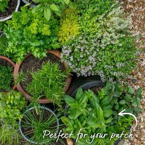 Mint Seeds, Mentha spicata, Shade-Tolerant Perennial for Containers
