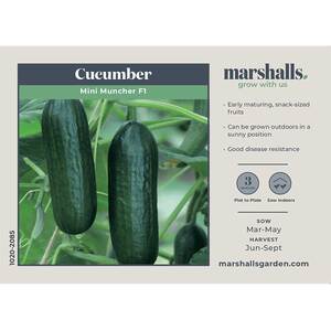 Marshalls Garden Mini F1 Cucumber Seeds - Early All-Female Snack-Sized Variety, 6 Seeds