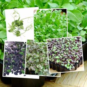 Marshalls Garden Micro-Leaf Seeds Collection - 5-pack, Basil, Broccoli, Mustard, Pea, Pak Choi