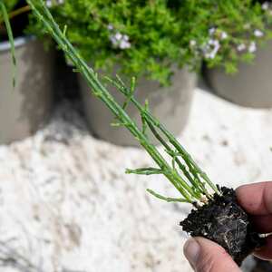Marshalls Garden Samphire Plant (Salicornia europaea)