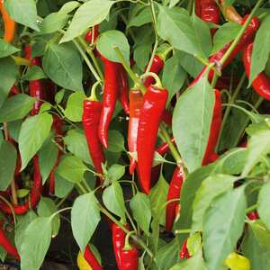Marshalls Garden Chilli Pepper Seeds 'Longhorn' F1 - Compact mild-heat variety, 6 seeds