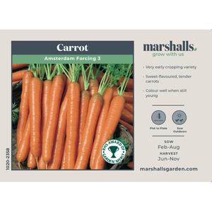 Marshalls Garden Amsterdam Forcing 3 Early Carrot Seeds - 2200 seeds
