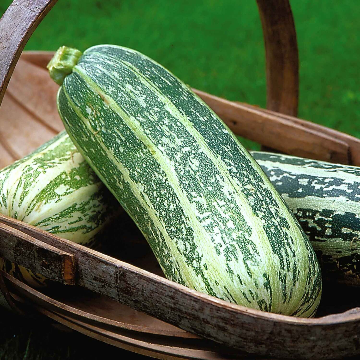 Marshalls Garden Porbella Leek Seeds - Hardy H5, RHS Award-winning, Rust-Resistant Winter Variety - Green