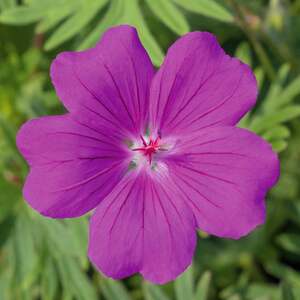 Geranium 'Tiny Monster'.