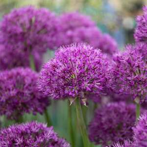 Allium 'Purple Sensation' Bulbs
