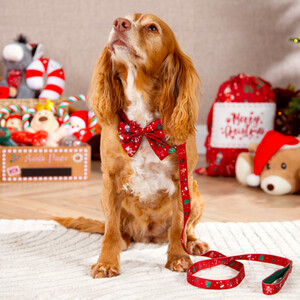 Festive Dog Lead Set