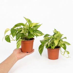 Plants By Post Epipremnum Aureum Golden Pothos B
