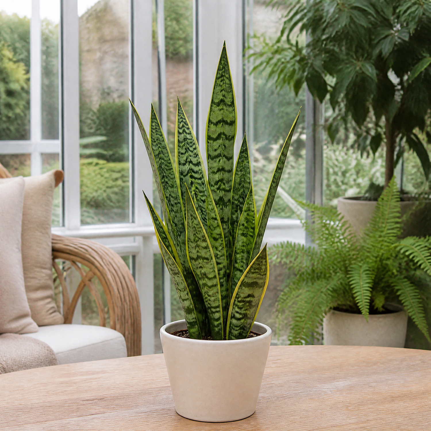 Plants By Post Sansevieria Superba Snake Plant D - Matt Cream