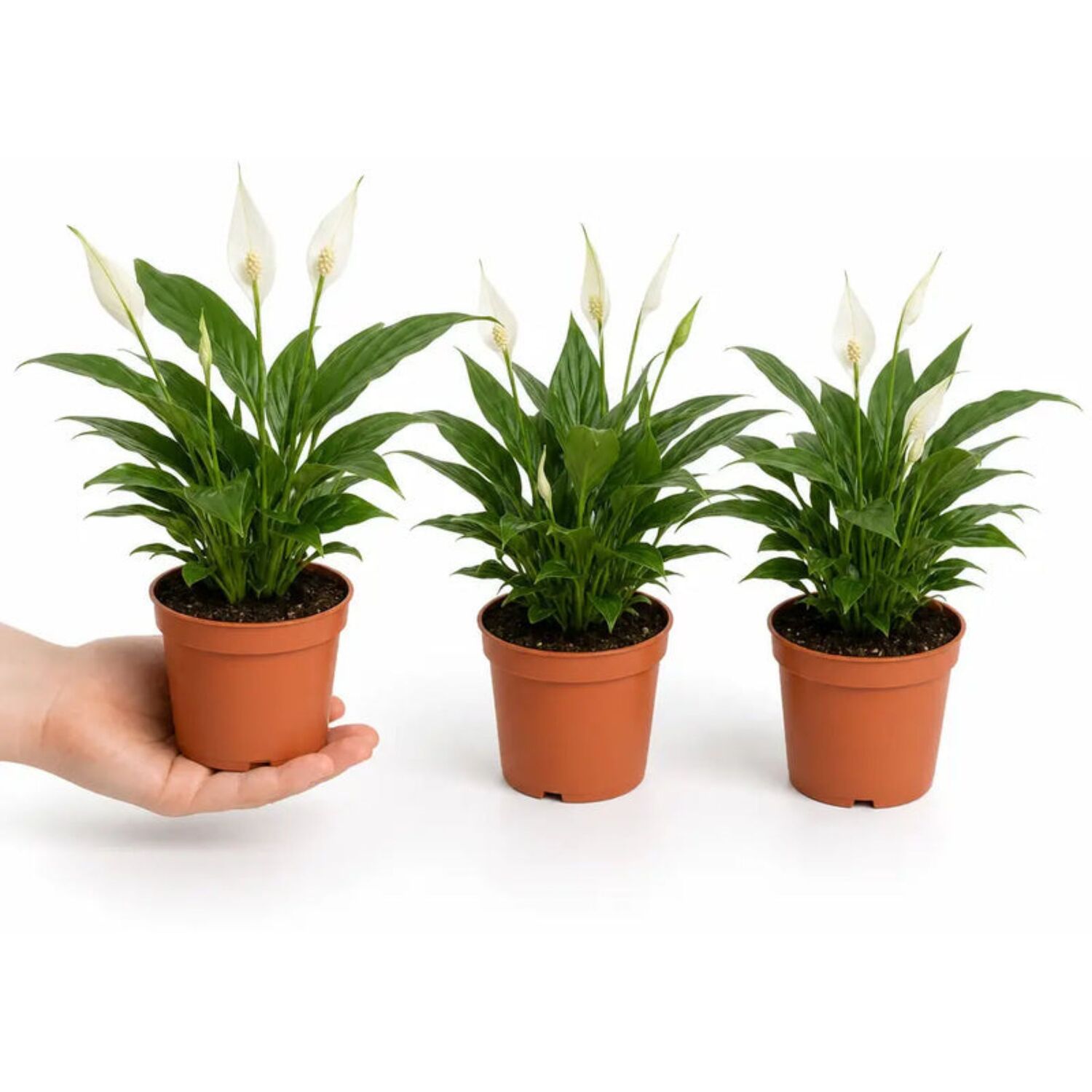 Plants By Post Spathiphyllum Peace Lily I - Plant