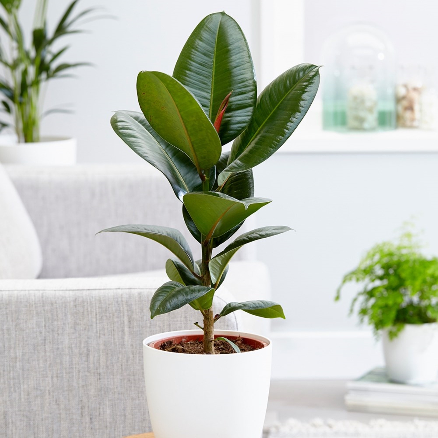 Primrose Ficus Elastica Robusta Rubber Plant 17Cm Pot 55Cm Tall 1 Stem Foliage House Plants - Green