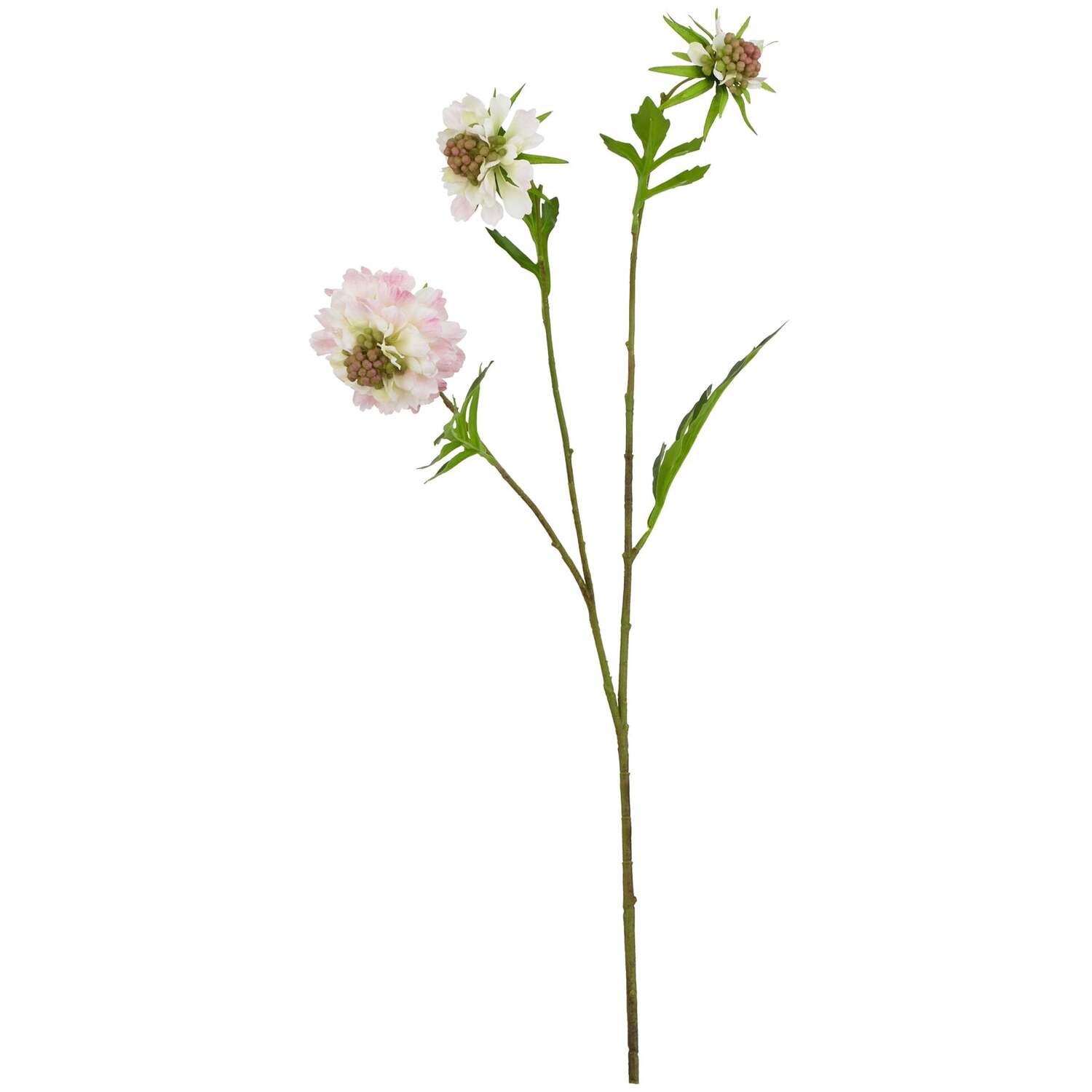 - The Natural Garden Collection Pale Pink Scabious Stem - Image 2