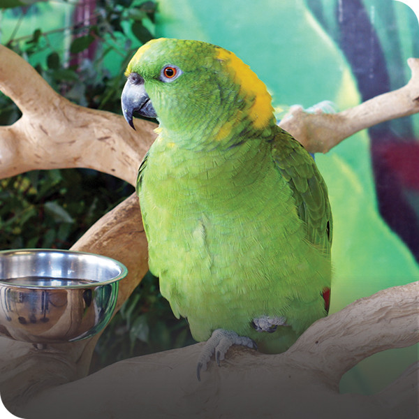 pet birds parrot