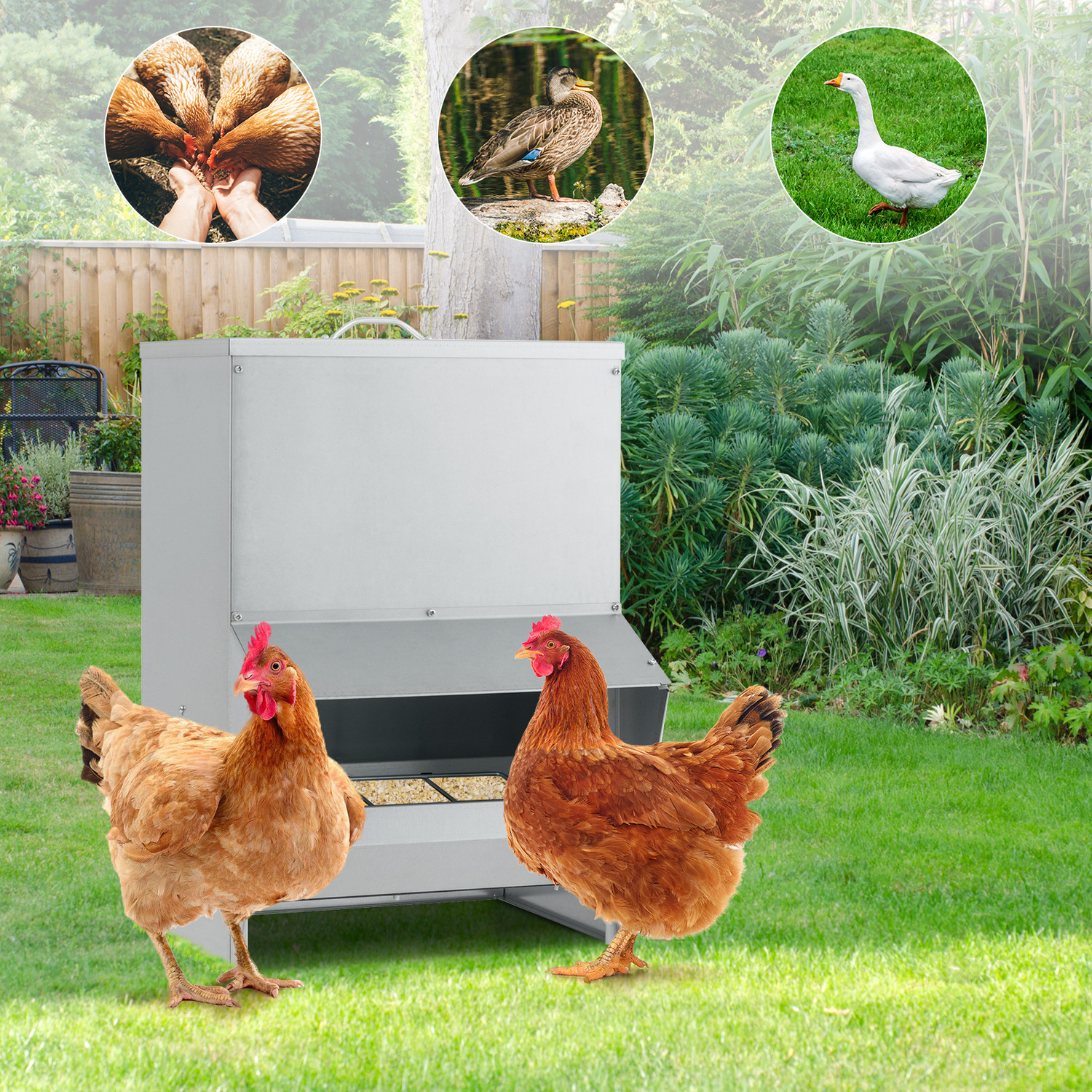 Automatic Poultry Feeder
