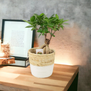 Ficus Ginseng Bonsai 12cm Pot Indoor Tree for Bright Light Spaces