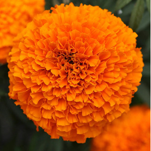 African Marigold Orange 1L Pots x 2 Summer Flowering Plants