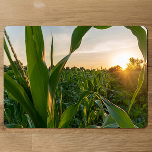 Corn and sun close up Designer Placemat Set
