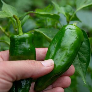 Padron Chilli Seeds - Spanish Tapas Pepper - 10 Seeds