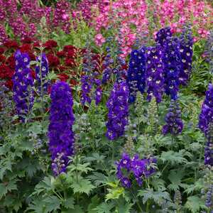 Marshalls Garden Delphinium 'Magic Fountains Dark Blue White Bee'