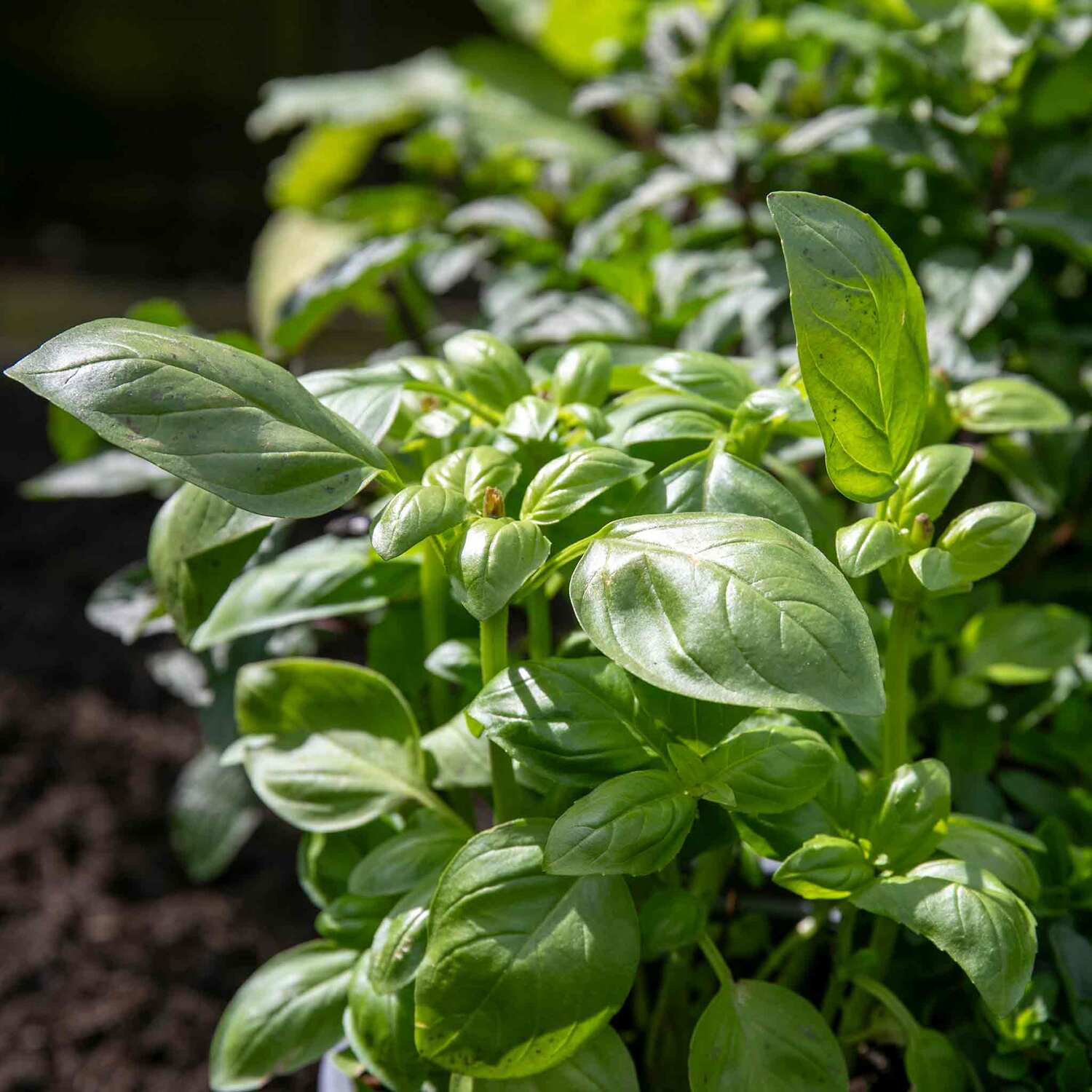 Marshalls Garden Thai Basil Seeds (Ocimum basilicum) - Liquorice flavour, 350 seeds - Green
