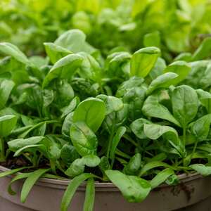Marshalls Garden Spinach Seeds 'America' - Bolt-Resistant, 500 Seeds