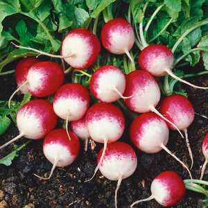 Marshalls Garden Sparkler Radish Seeds - Quick-maturing scarlet-and-white globe roots