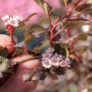 Marshalls Garden Physocarpus 'Little Joker' Compact Ninebark Shrub