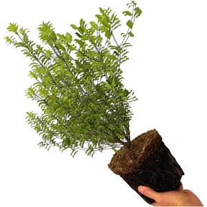 Pittosporum Atlantic Blue Evergreen Shrub - 3L Pot