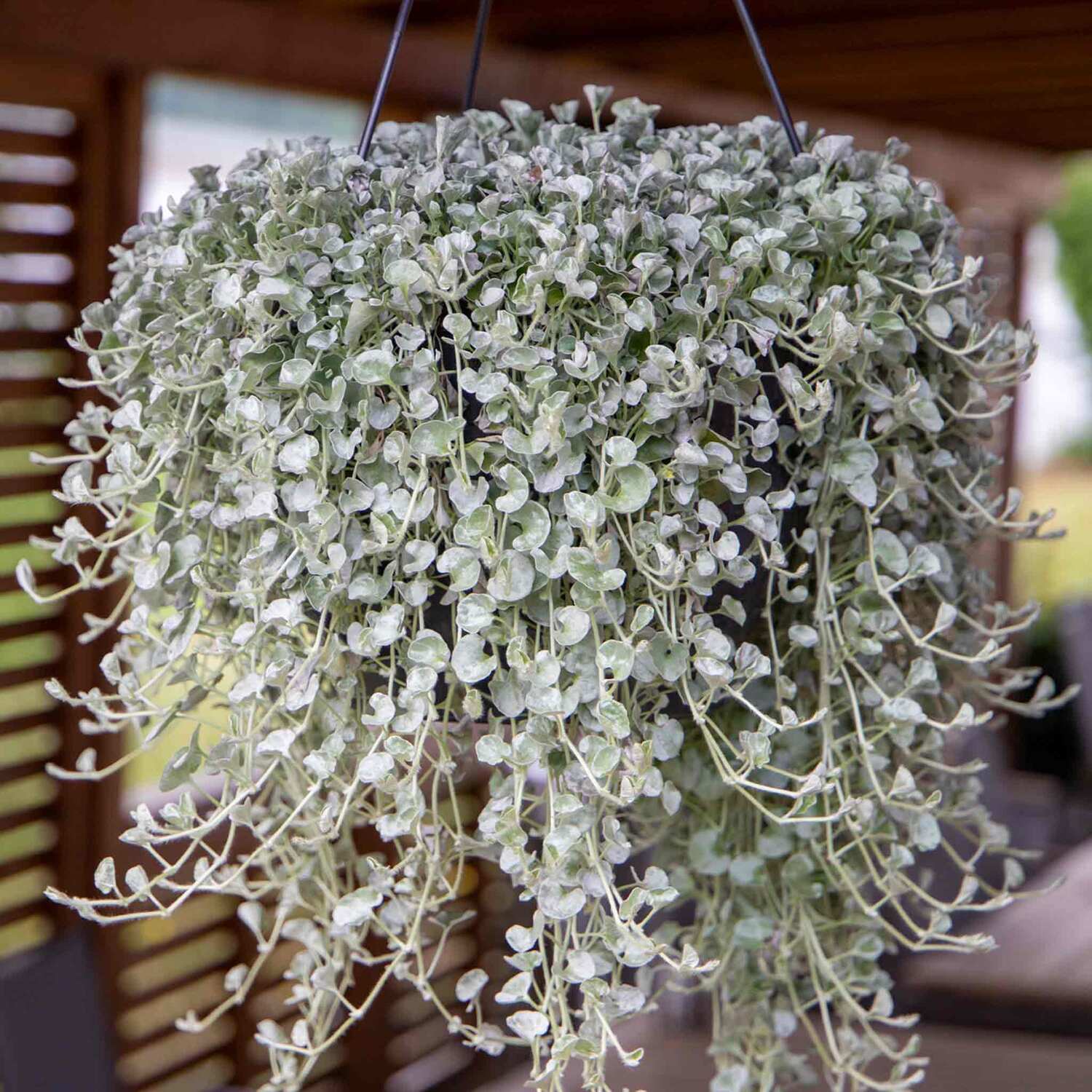 Unwins Dichondra Seeds 'Silver Surfer' - Green