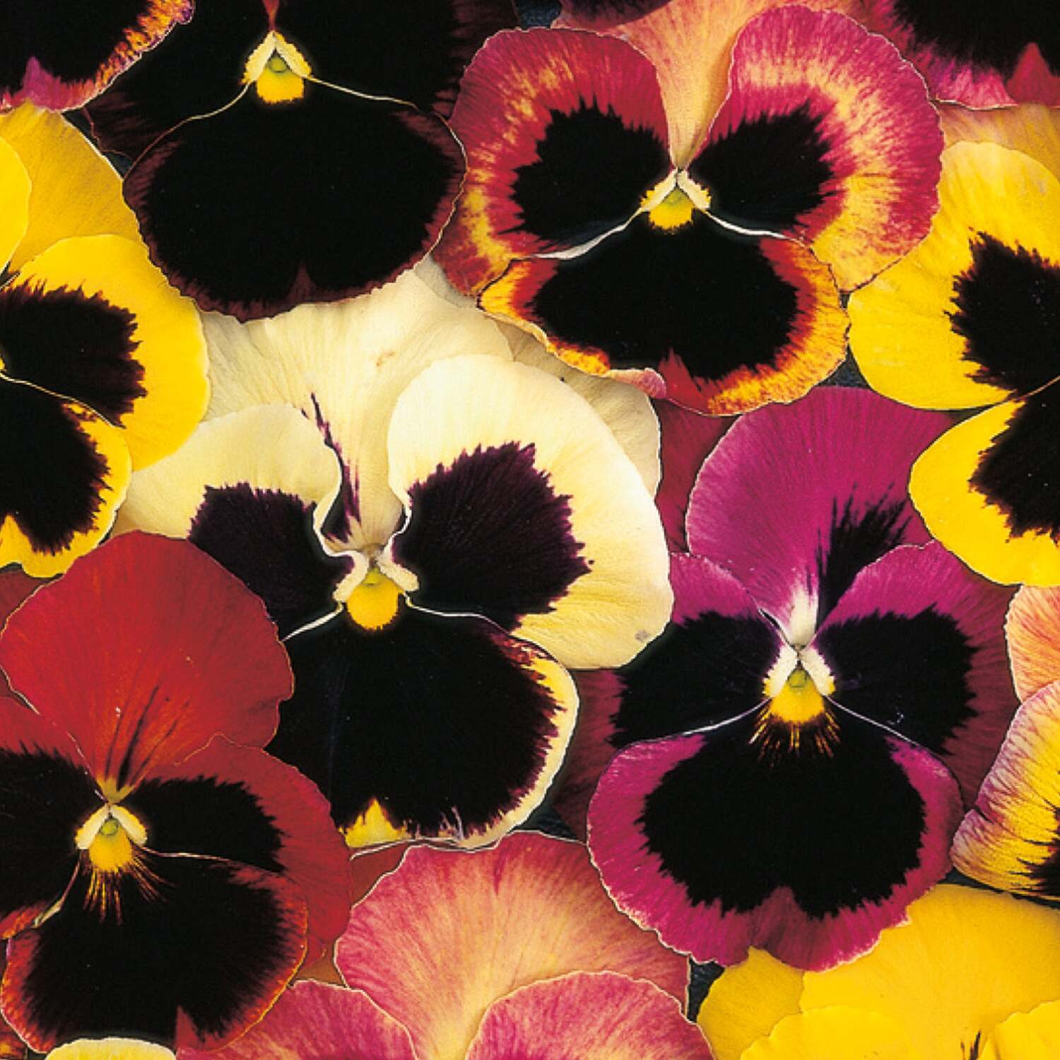 Unwins Pansy Seeds 'Happy Faces' - Neutral