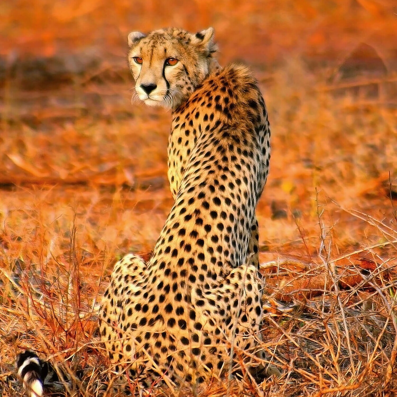 Cheetah Safari Wall Mural - Orange
