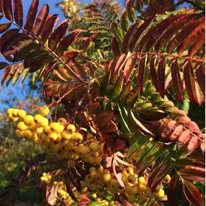 Sorbus Joseph Rock Mountain Ash Tree 5-6ft 7.5L Pot
