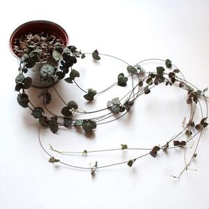 String of Hearts Ceropegia Woodii