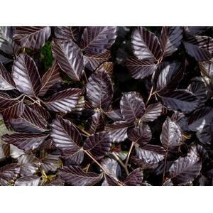 10x Copper Purple Beech Hedging Plants Trees Potted