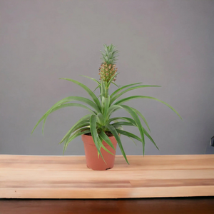 Pineapple Plant in Seagrass Basket - Indoor Air Purifying Houseplant