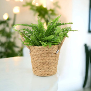 Boston Fern in 12cm White Ceramic Pot - Pet Safe Air Purifying Plant