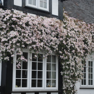 Clematis montana Rubens