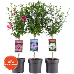 Bougainvillea Sandriana Frame Plant Assorted