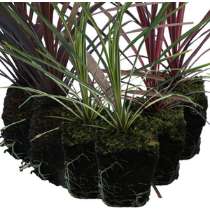 Pack of 3 Mixed Cordyline Plants Red Star Charlie Boy Torbay Dazzler 1L