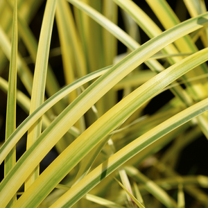 Acorus Ogon Golden Variegated Sweet Flag