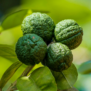 Mini Kaffir Lime Tree Potted Indoor