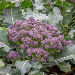 Marshalls Garden Extra Early Rudolph F1 Broccoli Seeds - Winter-hardy for UK, 200 seeds