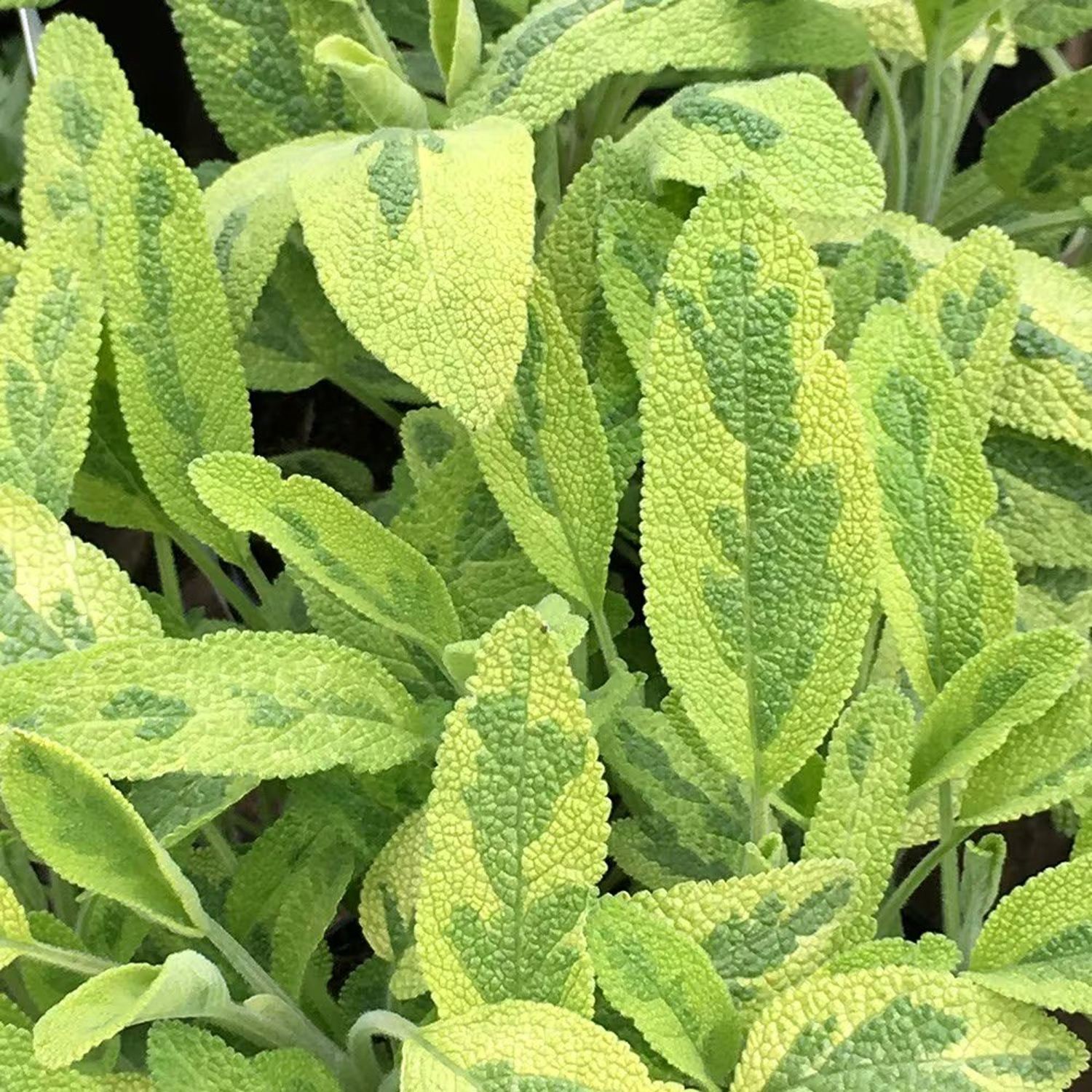 Primrose Sage Icterina Salvia Officinalis Icterina 9Cm Pot Herb Garden Plant - Green / 3