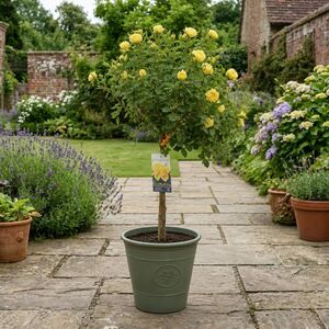Plants By Post 7.5L Yellow Standard Rose Tree 100-110cm A