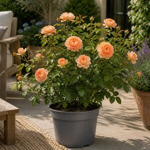 Plants By Post 3L You're Beautiful Light Pink Rose Bush H