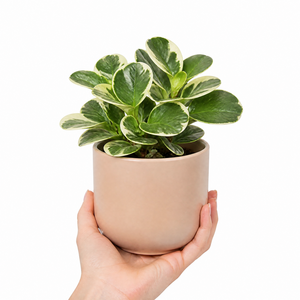 Plants By Post Peperomia Obtusifolia Variegated