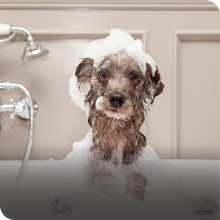 dog grooming healthcare