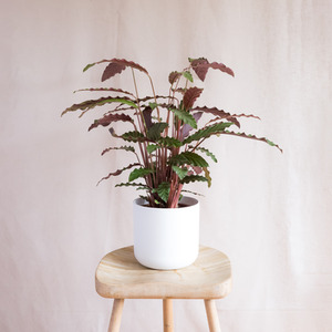 Prayer Plant 17cm - Houseplant
